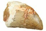 Serrated, Carcharodontosaurus Tooth - Real Dinosaur Tooth #250565-1